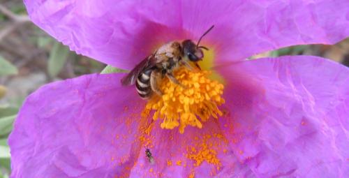 Réf. 303 707 : Halictus sp.